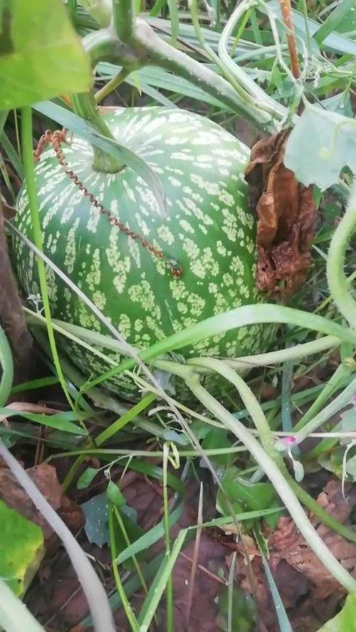 白露过后不宜吃茄瓜,茄瓜不宜多食，养生饮食新指南