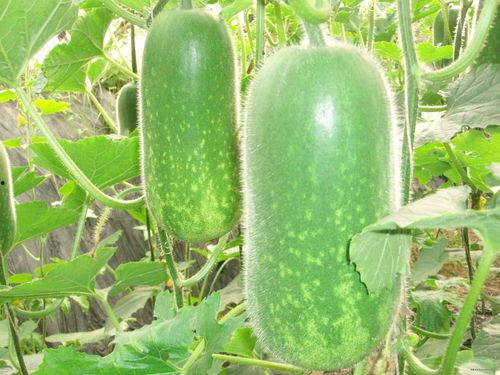 夏日围桌吃瓜图片高清,共享欢乐时光