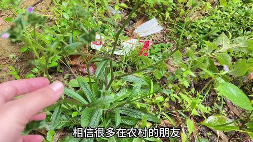 龙门网红草,绿意盎然，魅力无限的自然奇观