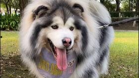 网红狗涂涂,网红狗的明星之路