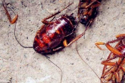 吃瓜的小熊蟑螂,揭秘蟑螂界的趣味生活