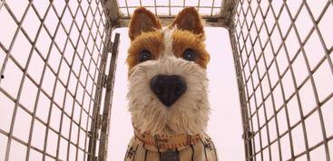 台湾狗崽爆料曲线视频播放,曲线视频播放背后的秘密解析