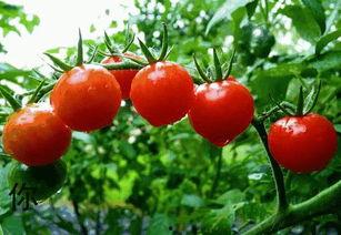 西红柿网红男有钱吗,究竟有多有钱？