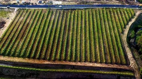 重庆林草头条,守护绿色家园，共筑生态重庆