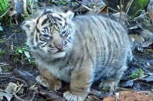 网红胖虎0222心动