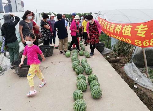 吃瓜比赛获奖,吃瓜比赛获奖者的荣耀瞬间