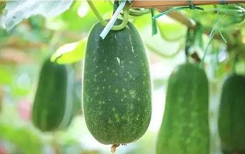 吃瓜叫什么瓜,揭秘“吃瓜叫什么瓜”的神秘魅力