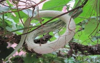 泰国吃蛇瓜,探寻蛇瓜的独特风味