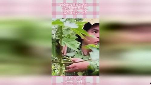 越南老表吃瓜视频,揭秘东南亚独特美食文化