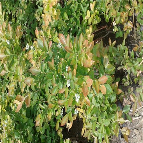 贵州明星蓝莓苗批发