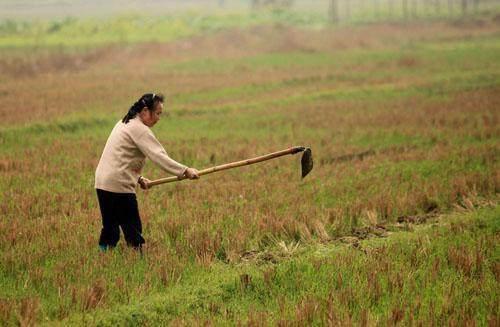 东北种地老太太网红,田间地头的网红传奇