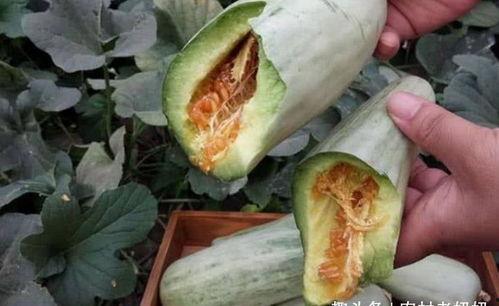 怀孕可以吃奎瓜吗,奎瓜在孕期是否适宜食用