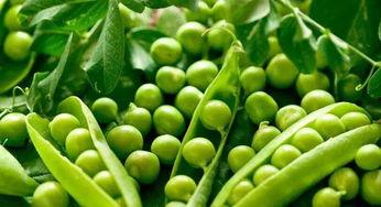 明星荷兰豆,闪耀舞台的绿色精灵