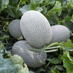 特别吃瓜37,一场全民热议的瓜界盛宴