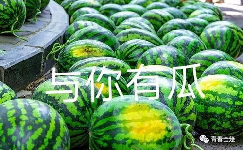 肥东二中吃瓜,揭秘校园里的“瓜田”风云