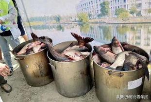 别人钓鱼我吃瓜,我吃瓜围观，一场欢乐的户外盛宴