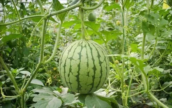 瓜哥吃瓜重庆情侣,揭秘重庆情侣的甜蜜日常