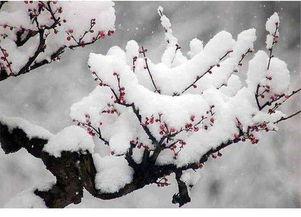 微头条冬日梅花的诗词,诗意盎然